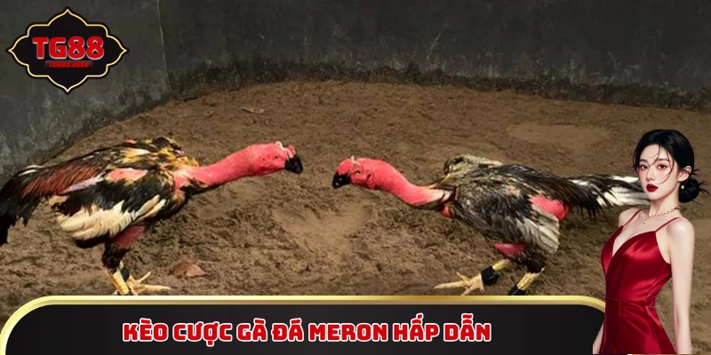 Kèo cược gà đá Meron hấp dẫn
