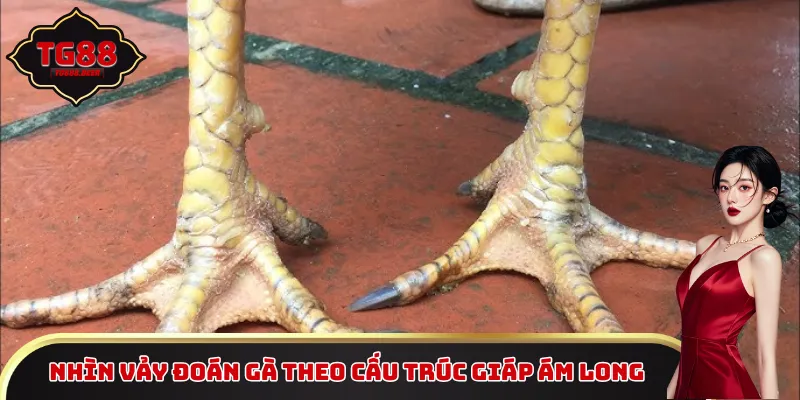 Nhìn vảy đoán gà theo cấu trúc giáp Ám Long